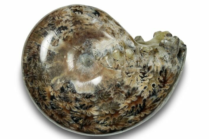 Polished Sutured Ammonite (Phylloceras?) Fossil - Madagascar #251503